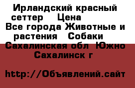 Ирландский красный сеттер. › Цена ­ 30 000 - Все города Животные и растения » Собаки   . Сахалинская обл.,Южно-Сахалинск г.